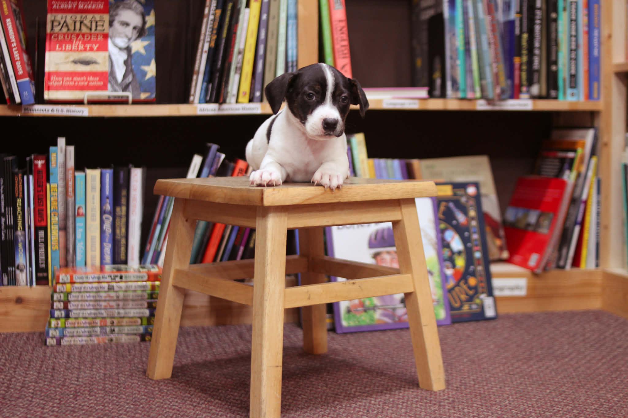 Dog Man, an adoptable mixed breed in South Saint Paul, MN image 4/6