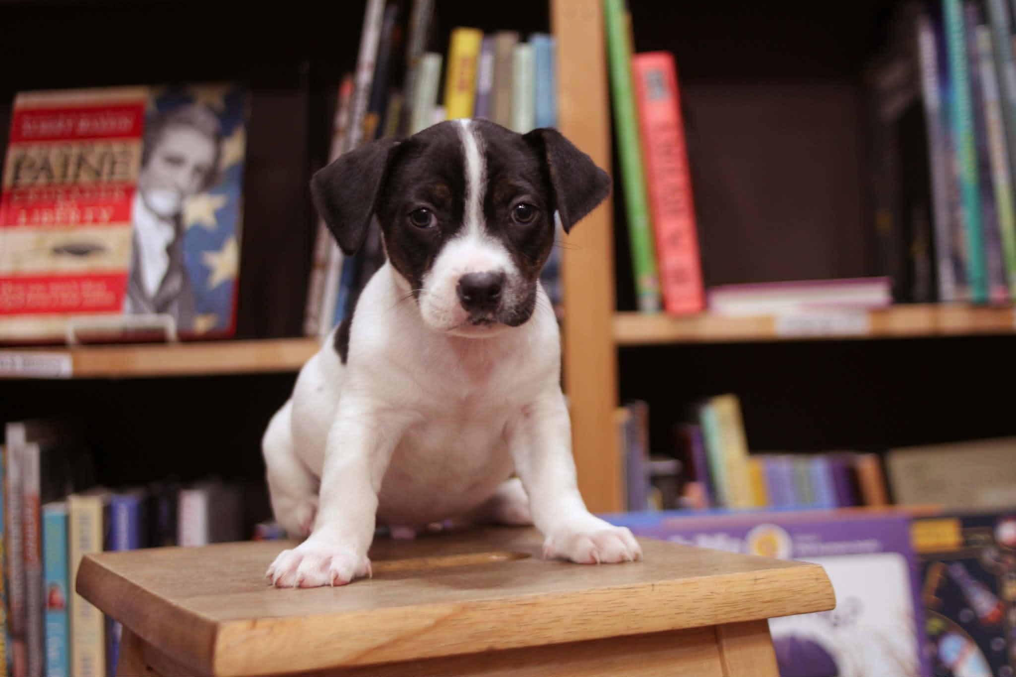 Dog Man, an adoptable mixed breed in South Saint Paul, MN image 5/6