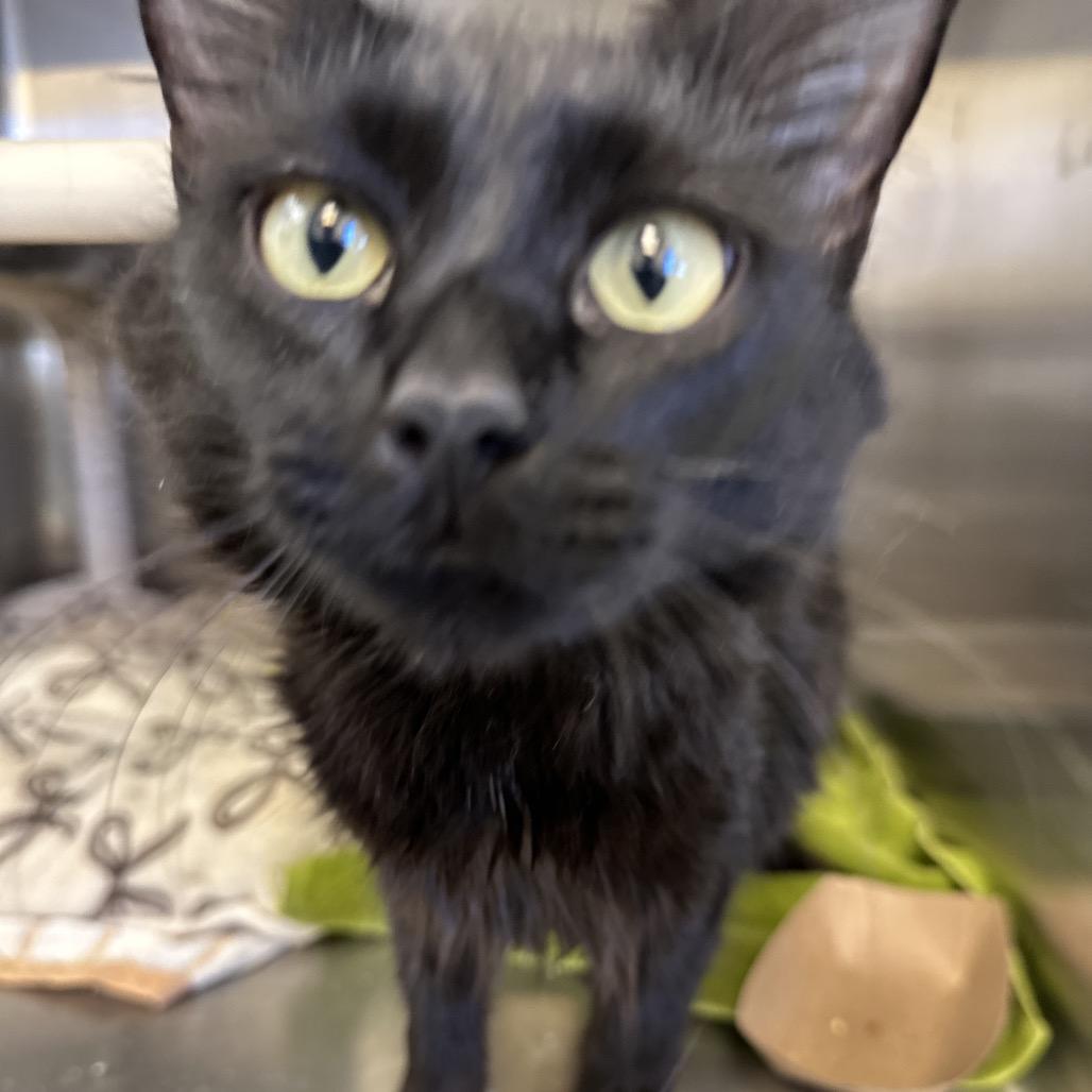 Quaker, Adoptable, Young Female Domestic Long Hair.