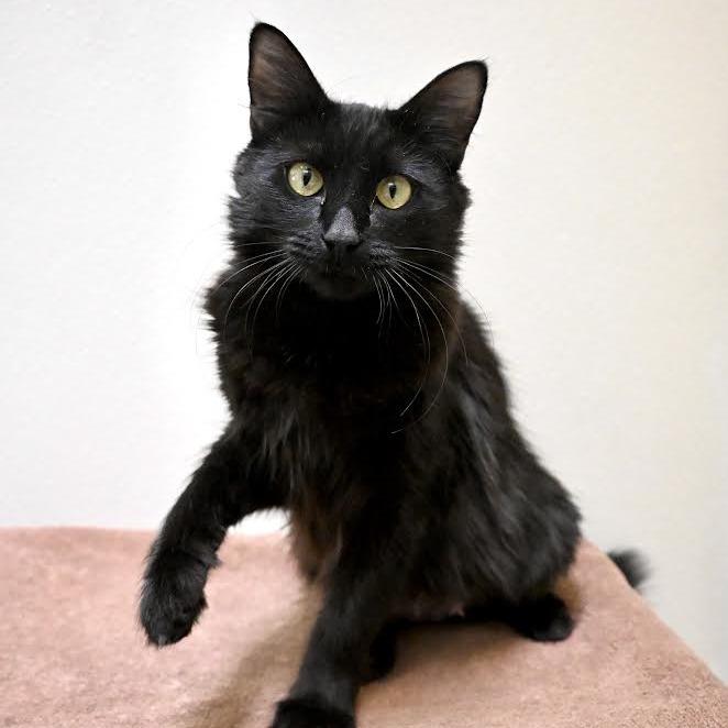Enlarge Quaker, a Adoptable Domestic Long Hair in Enfield, NH image 2/3