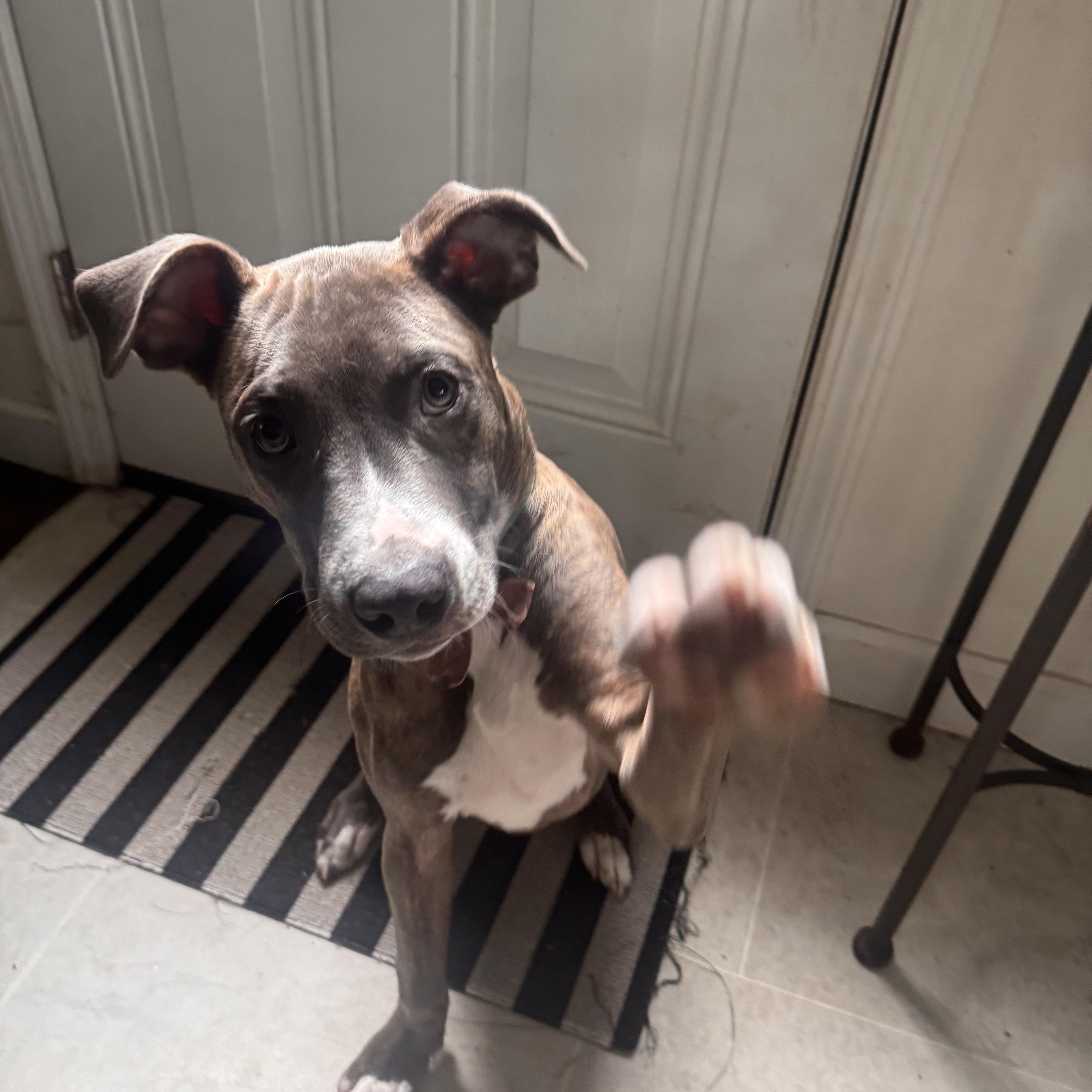 Enlarge Teddy, a Adoptable mixed breed in Troy, MI image 1/6