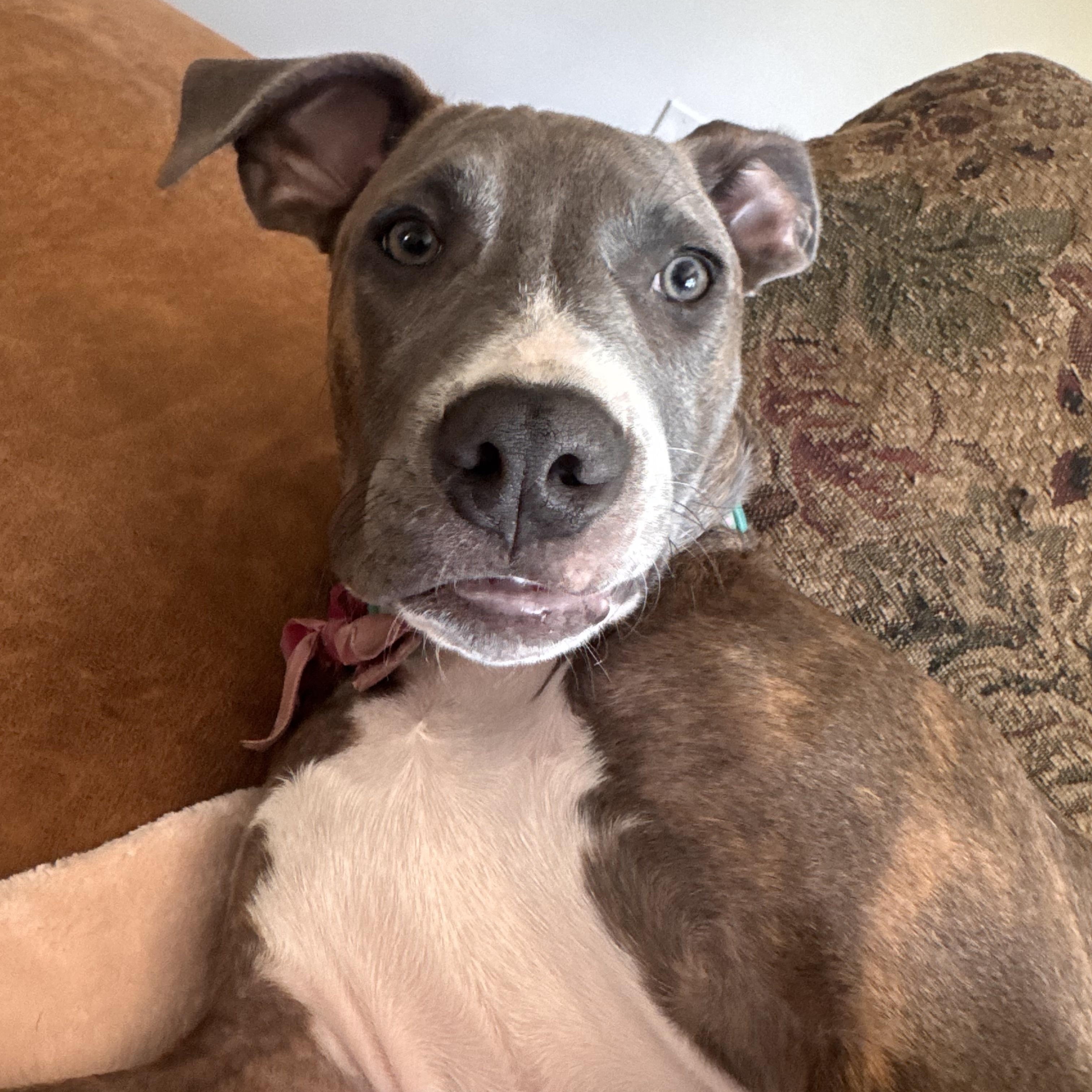 Enlarge Teddy, a Adoptable mixed breed in Troy, MI image 2/6