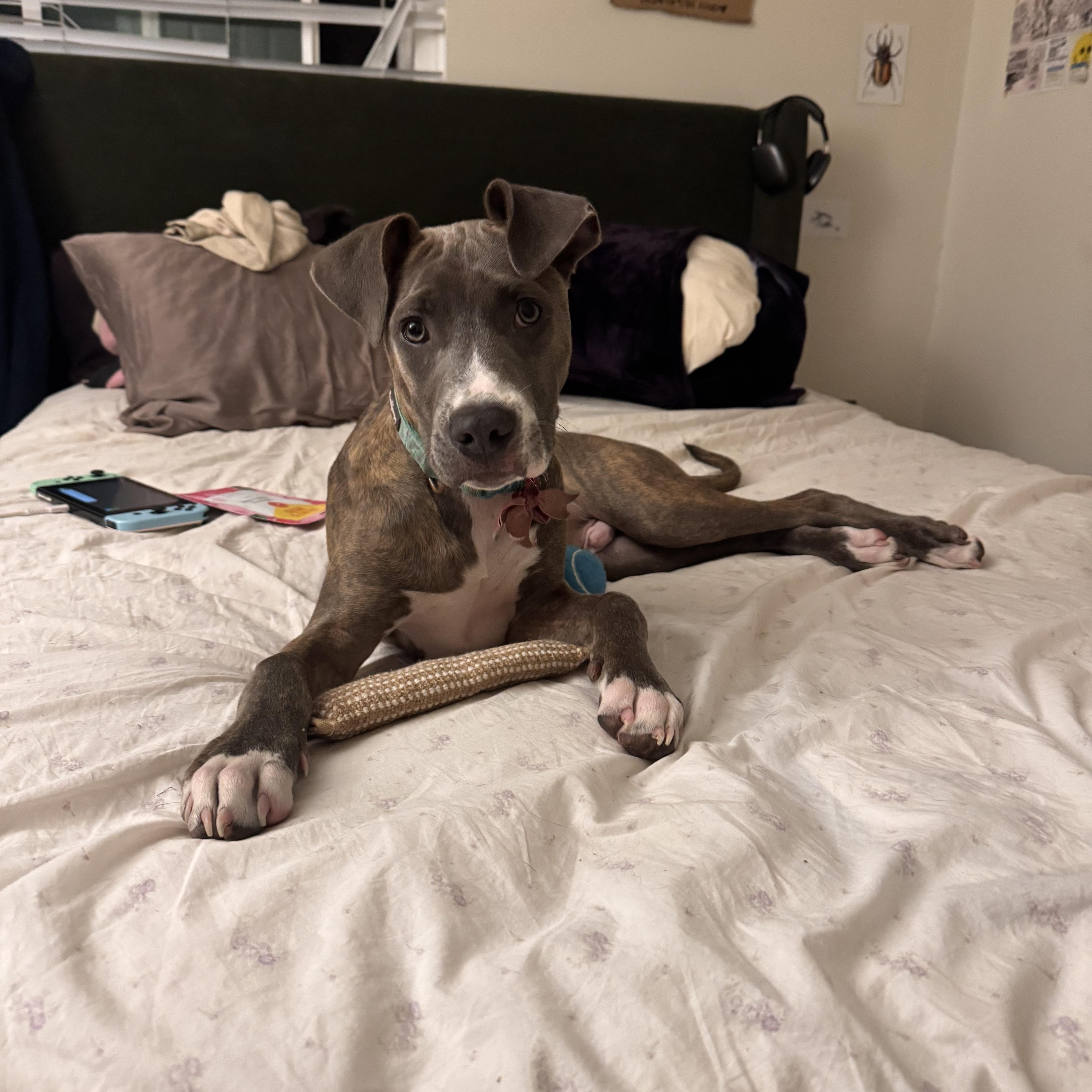 Enlarge Teddy, a Adoptable mixed breed in Troy, MI image 3/6