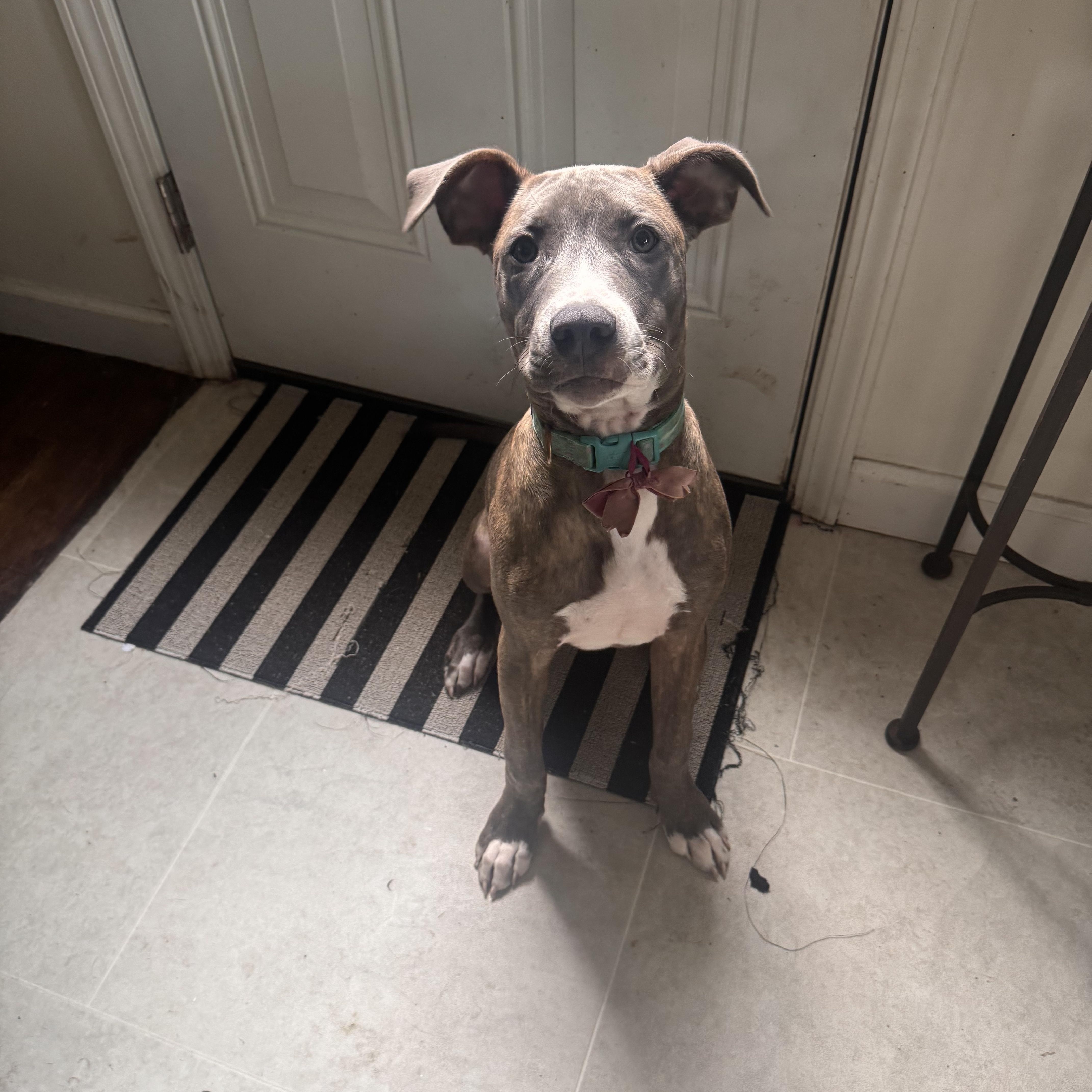 Enlarge Teddy, a Adoptable mixed breed in Troy, MI image 5/6