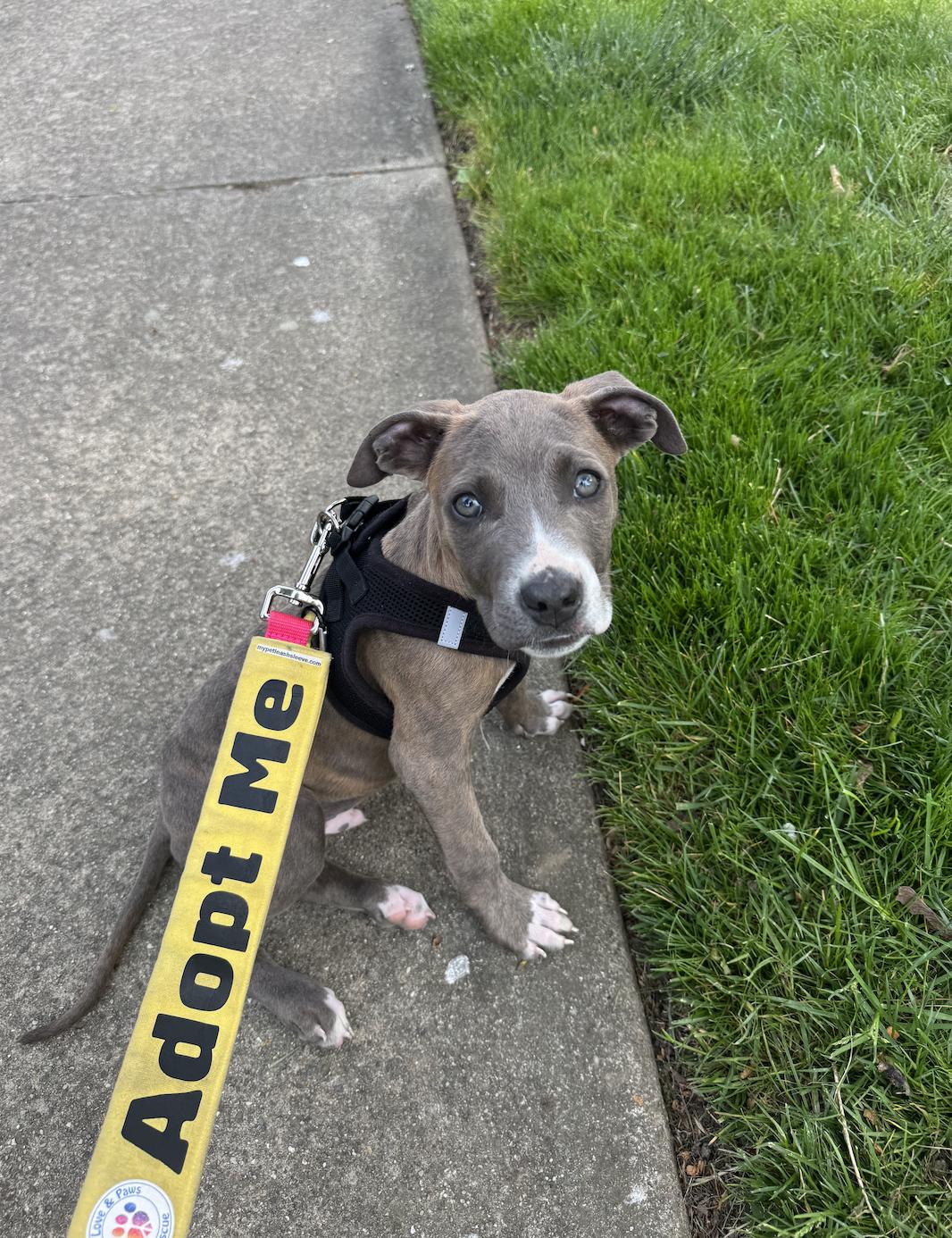 Enlarge Teddy, a Adoptable mixed breed in Troy, MI image 6/6