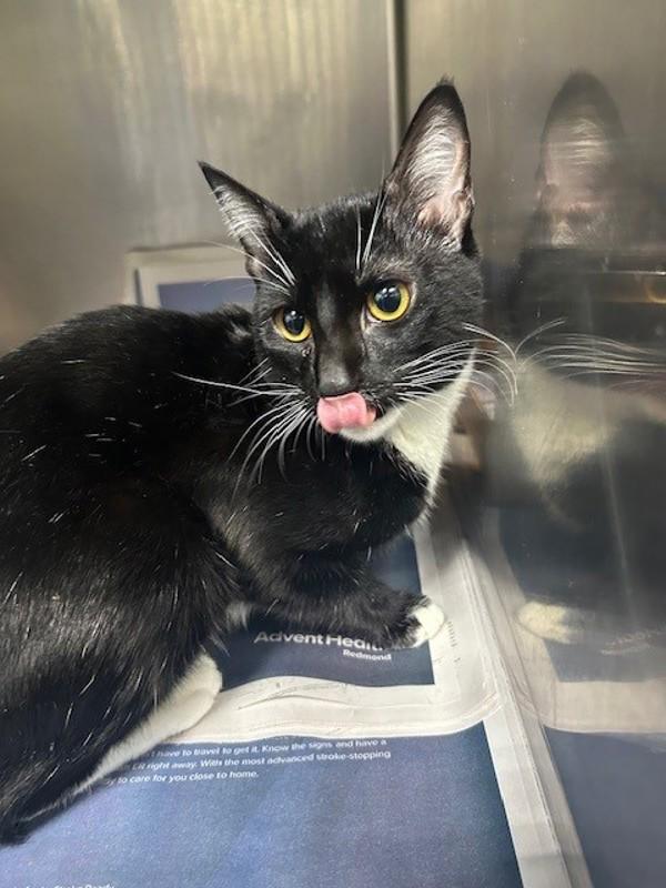 25-12-3727 Frank, Adoptable, Adult Male Domestic Short Hair.