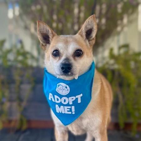 Nougat, a Adoptable Chihuahua in Pacific Grove, CA image 2/6