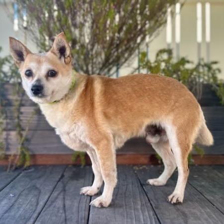Enlarge Nougat, a Adoptable Chihuahua in Pacific Grove, CA image 1/6