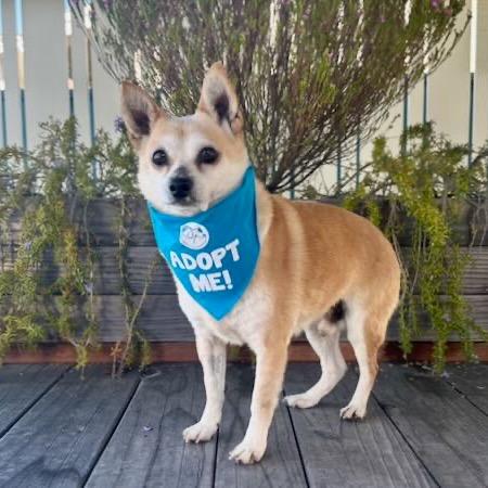 Enlarge Nougat, a Adoptable Chihuahua in Pacific Grove, CA image 5/6