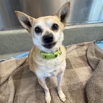 Nougat, a Adoptable Chihuahua in Pacific Grove, CA image 4/6