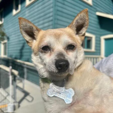 Nougat, a Adoptable Chihuahua in Pacific Grove, CA image 5/6