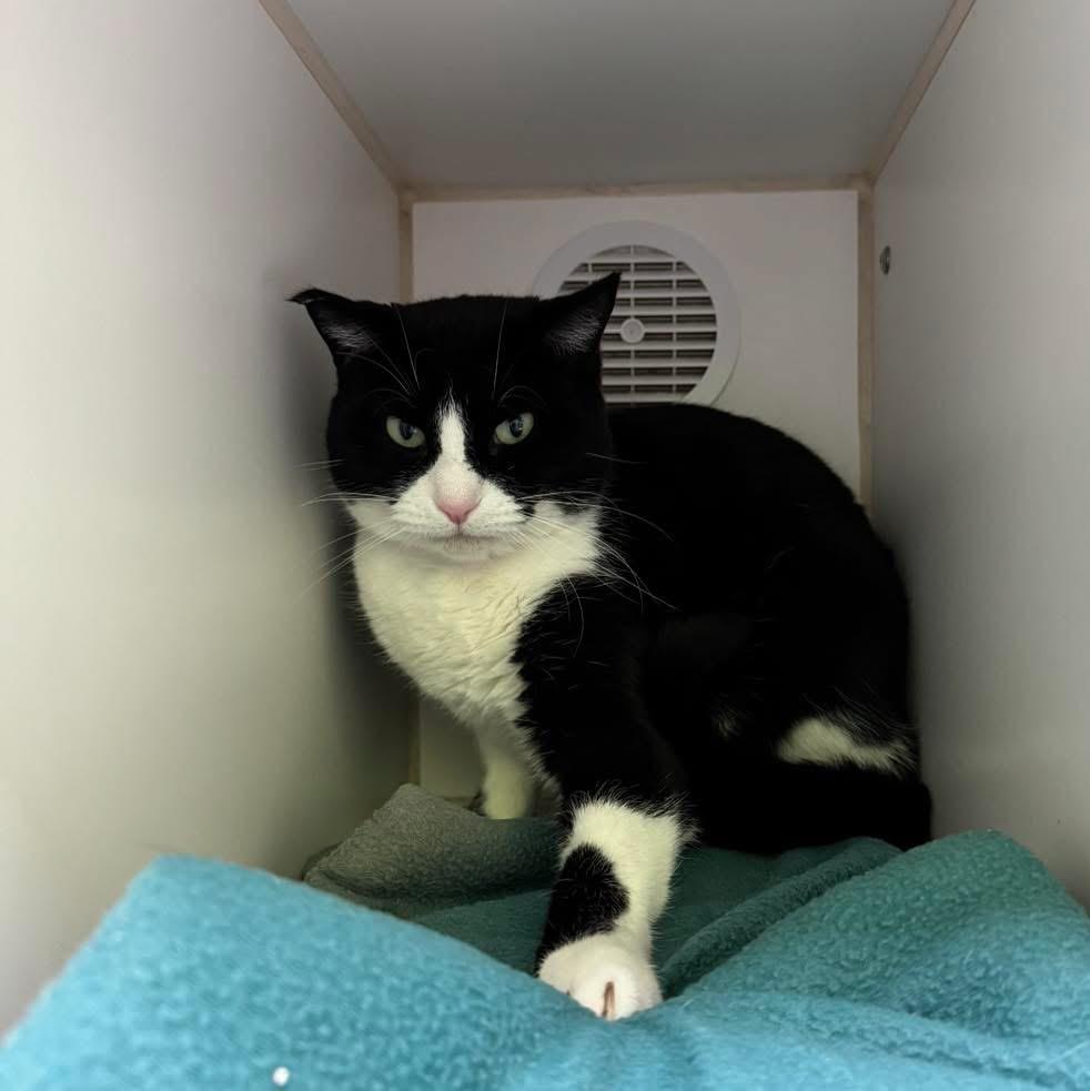 Enlarge Rain, a Adoptable Domestic Short Hair in Indianapolis, IN image 1/1