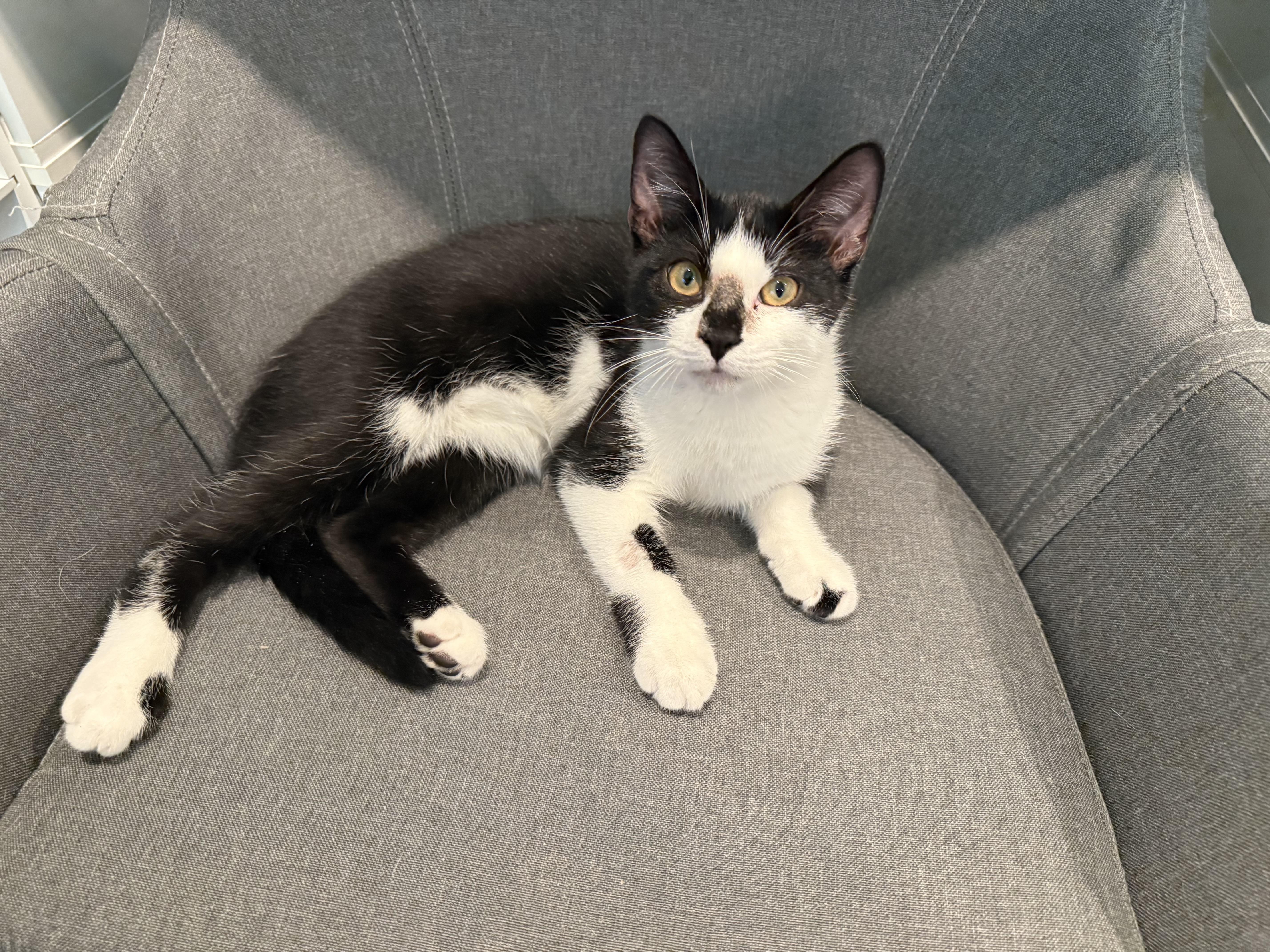 Bingo, Adoptable, Young Male Domestic Short Hair.