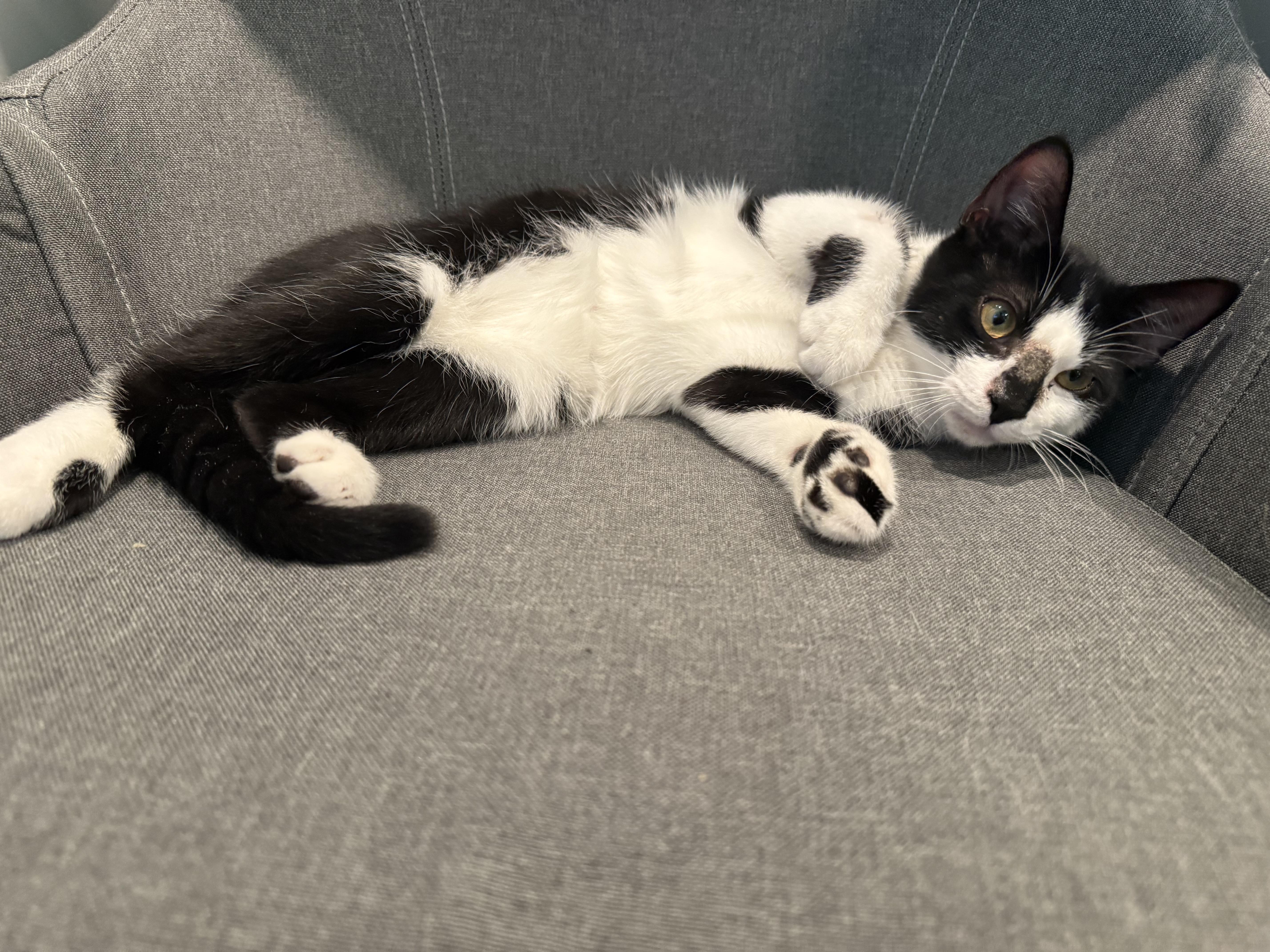 Enlarge Bingo, a Adoptable Domestic Short Hair in Galloway, NJ image 2/5