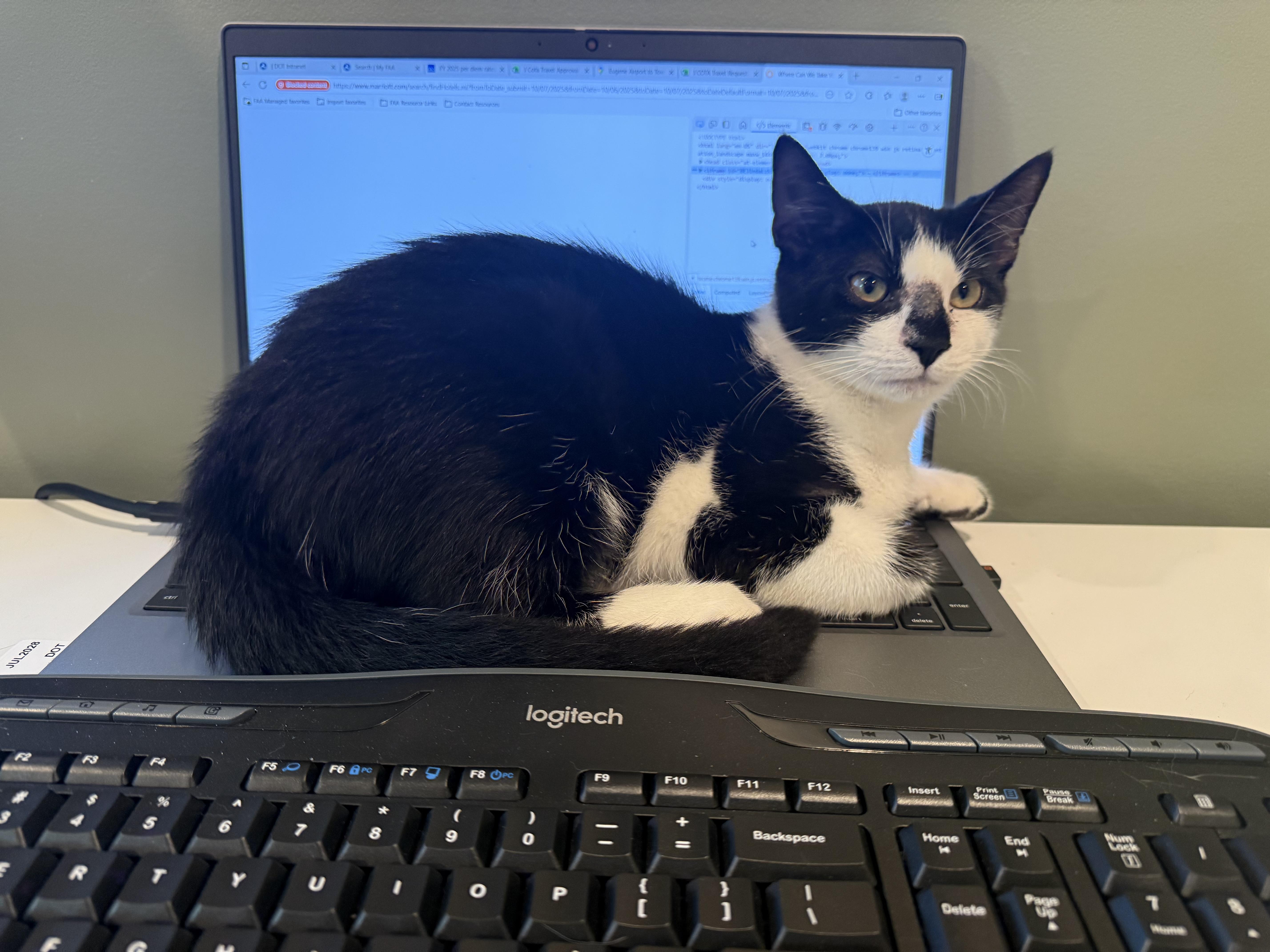 Enlarge Bingo, a Adoptable Domestic Short Hair in Galloway, NJ image 3/5