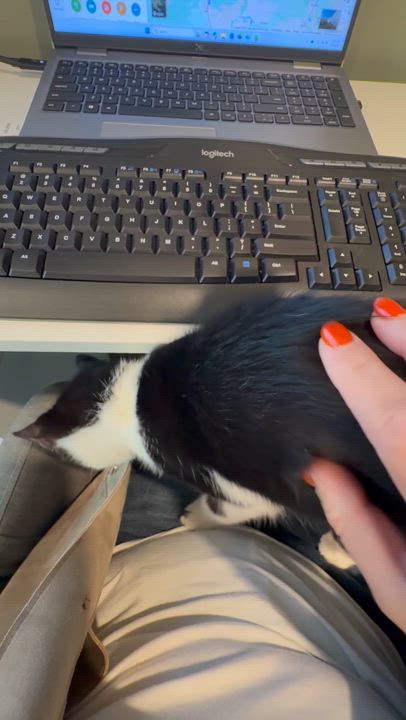 Enlarge Bingo, a Adoptable Domestic Short Hair in Galloway, NJ video 4/5