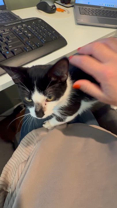 Enlarge Bingo, a Adoptable Domestic Short Hair in Galloway, NJ video 5/5