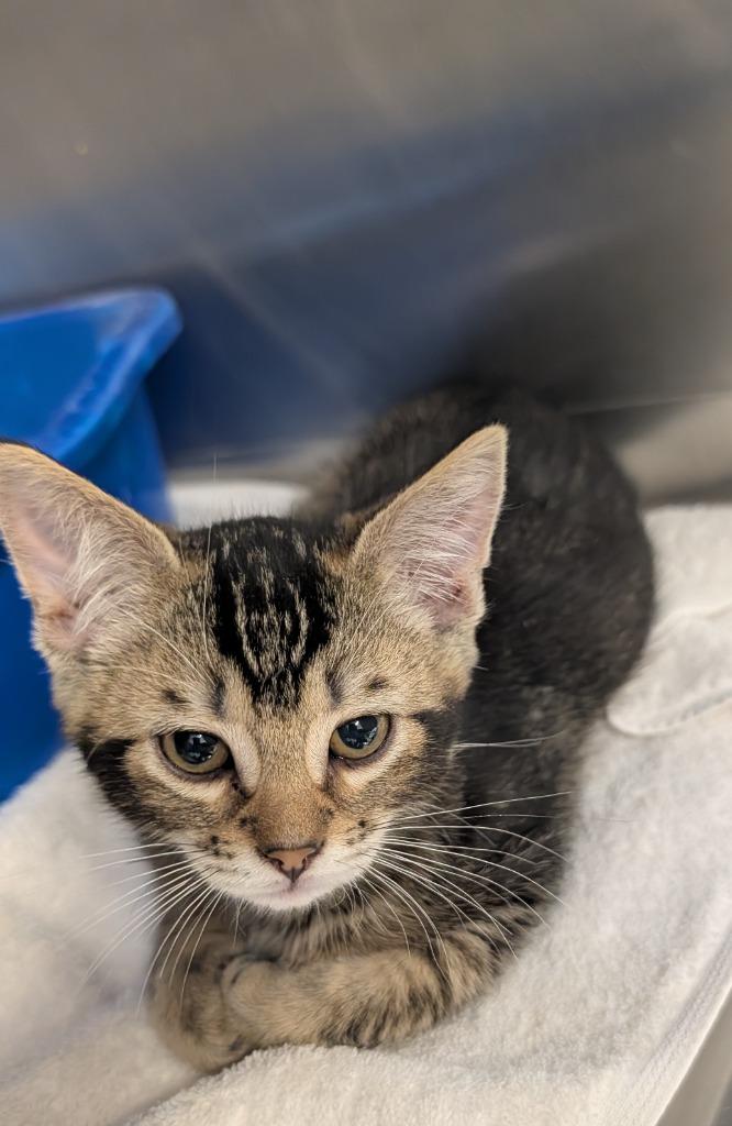 Oogie Boogie, Adoptable, Kitten Male Domestic Short Hair.