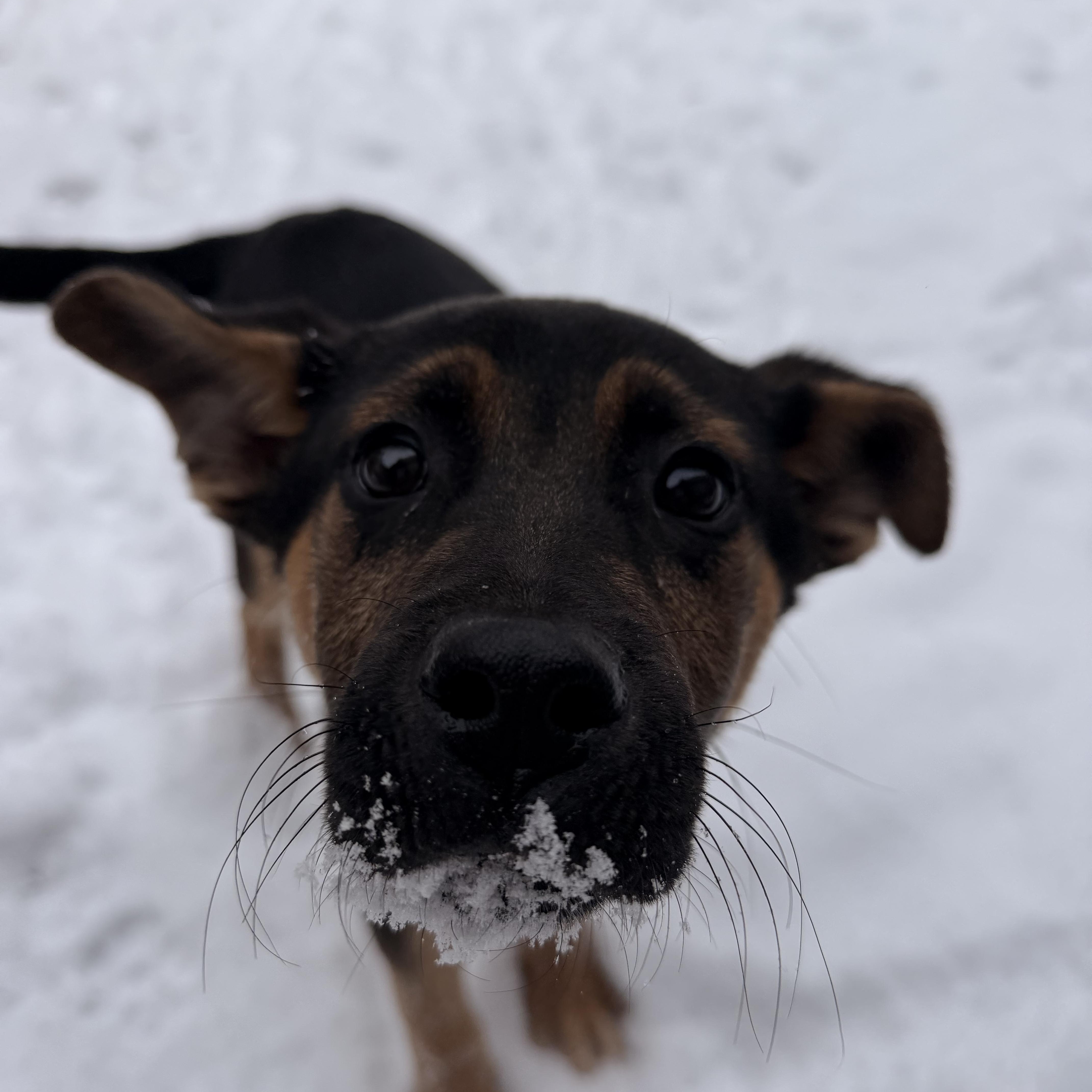 Jimmy , adopted, Puppy Male German Shepherd Dog.