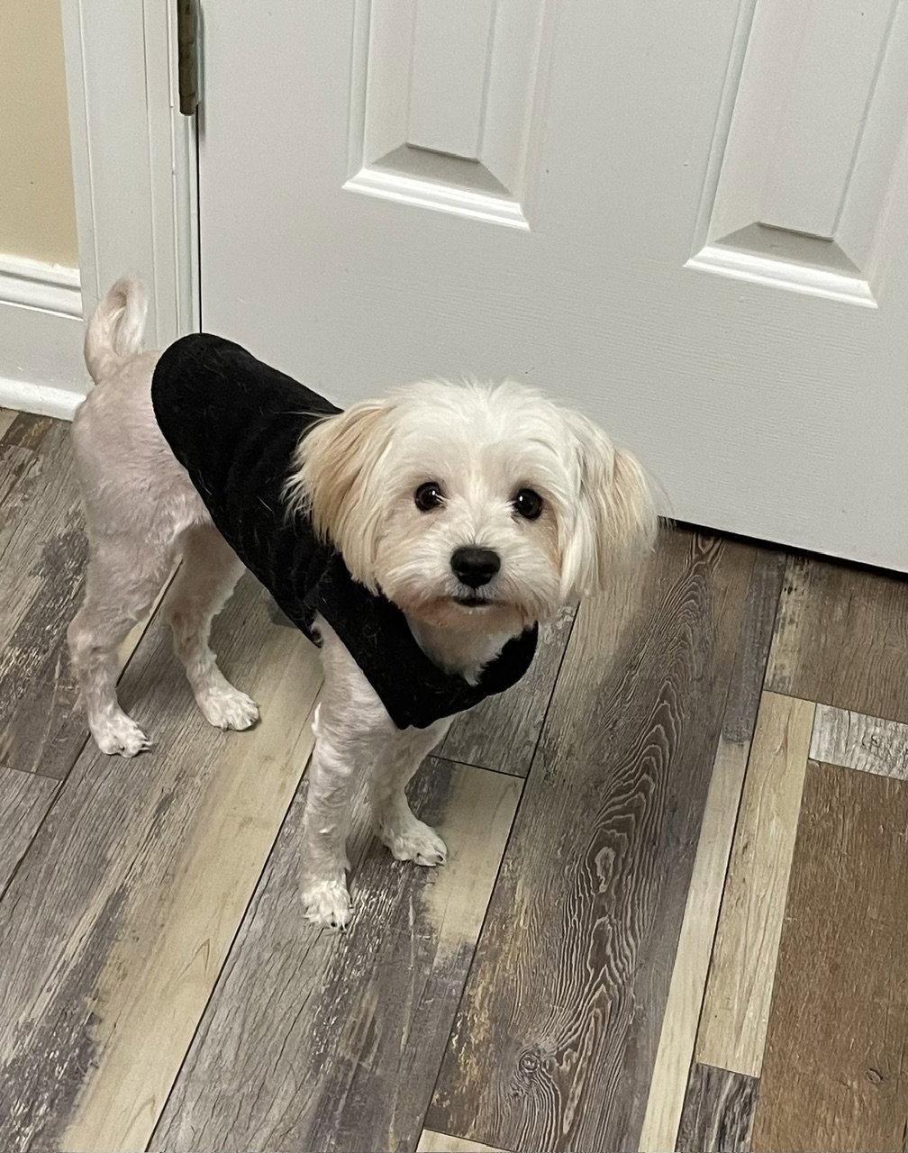 Gigi, Adopted, Adult Female Maltese.