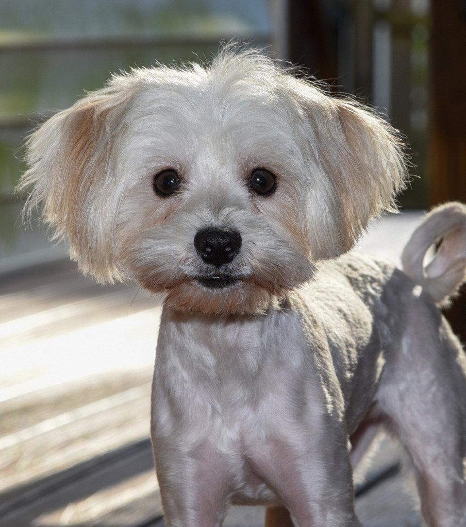 Gigi, a Adopted Maltese in Pittsboro, NC image 2/3