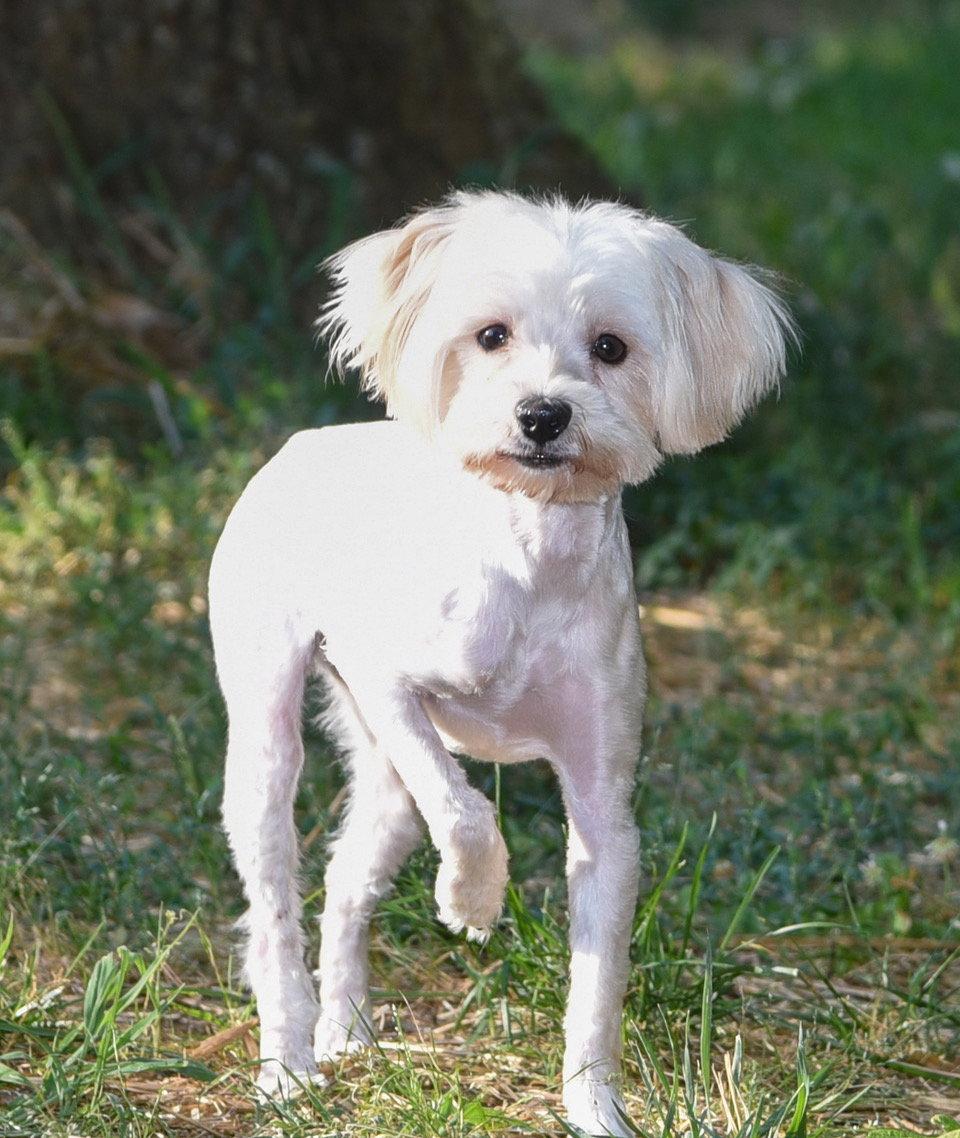 Gigi, a Adopted Maltese in Pittsboro, NC image 3/3