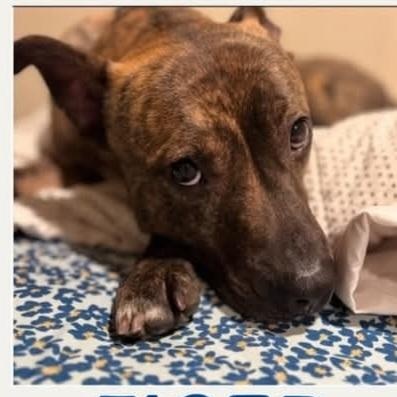 TIGER, a Adoptable mixed breed in Staten Island, NY image 1/5