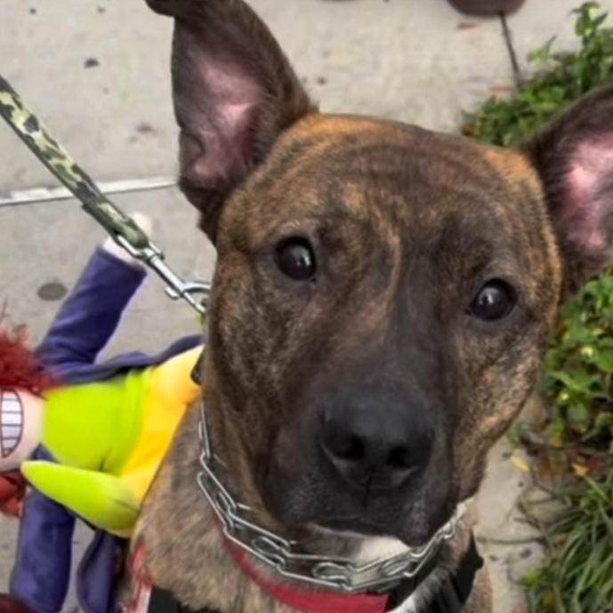 TIGER, a Adoptable mixed breed in Staten Island, NY image 2/5