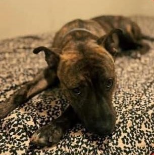 TIGER, a Adoptable mixed breed in Staten Island, NY image 5/5