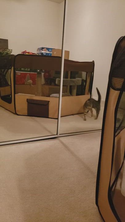 Enlarge Daisy , a Adopted mixed breed in Dixon, CA video 6/11