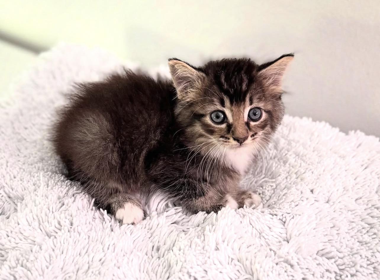 Enlarge Thomas, a ADOPTABLE Domestic Medium Hair in Greensboro, NC image 1/1
