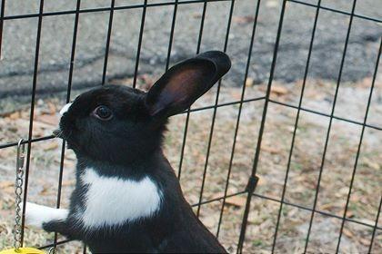 Oreo, Adoptable, Adult Male Dutch & New Zealand.