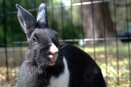 Oreo, a Adoptable mixed breed in Brandon, FL image 2/4