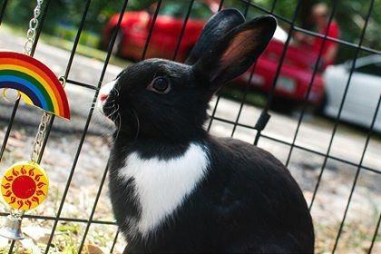 Oreo, a Adoptable mixed breed in Brandon, FL image 3/4