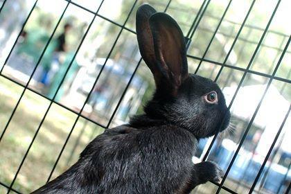Oreo, a Adoptable mixed breed in Brandon, FL image 4/4