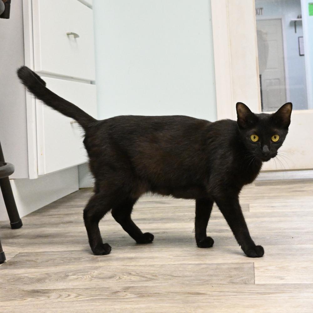 Ivy, a Adoptable Domestic Short Hair in Mobile, AL image 1/3