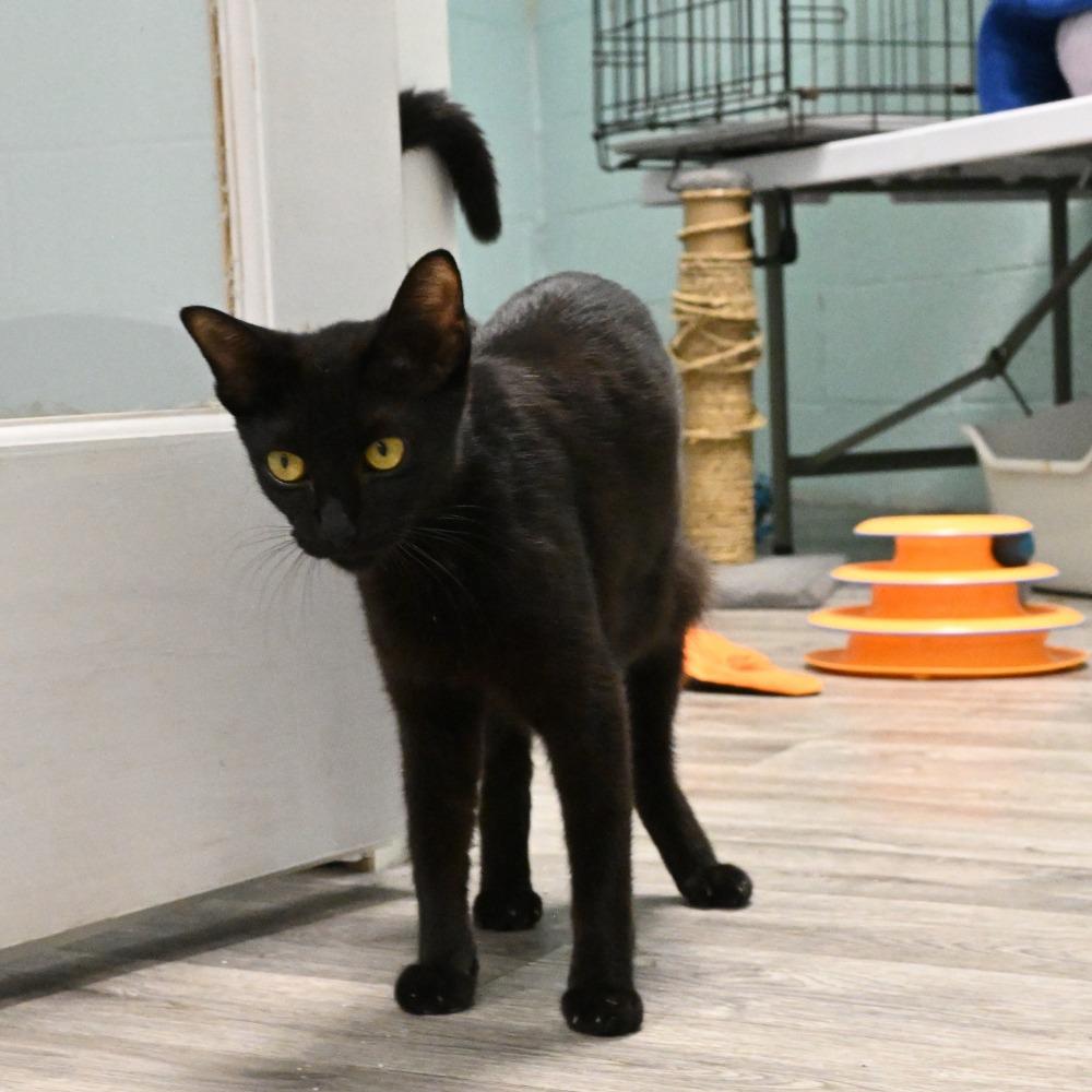 Ivy, a Adoptable Domestic Short Hair in Mobile, AL image 2/3