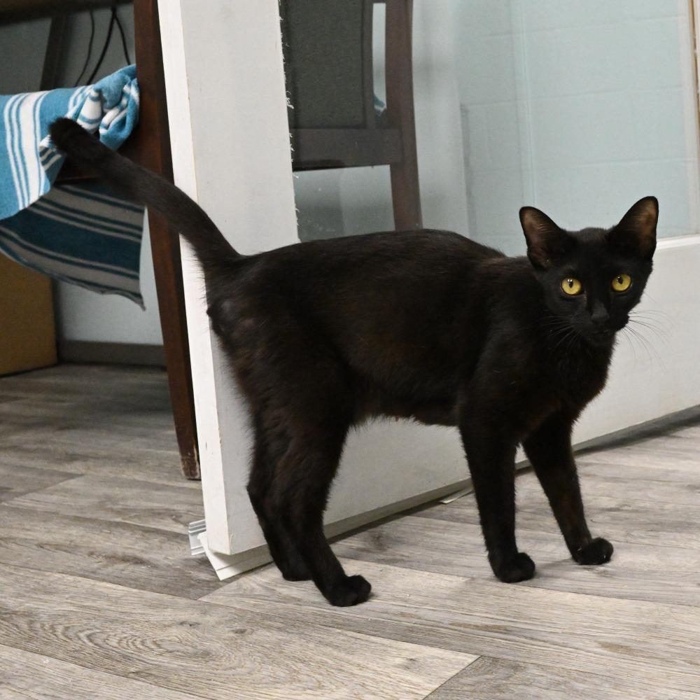 Ivy, a Adoptable Domestic Short Hair in Mobile, AL image 3/3