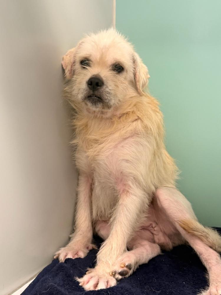 Enlarge Mr. Marley, a Adoptable mixed breed in Randolph, MA image 2/3