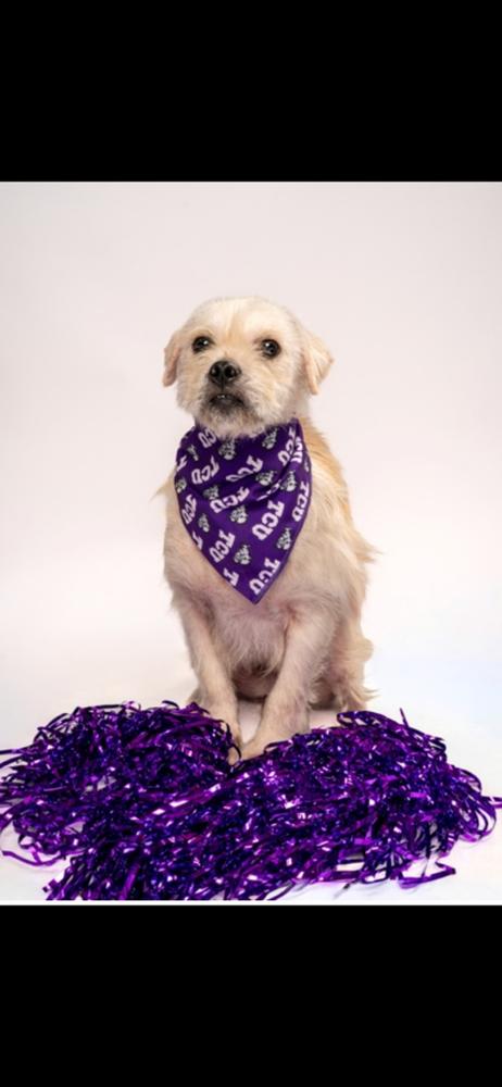 Enlarge Mr. Marley, a Adoptable mixed breed in Randolph, MA image 3/3