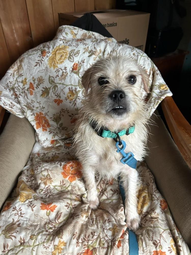 Enlarge Mr. Marley, a Adoptable mixed breed in Randolph, MA image 1/3