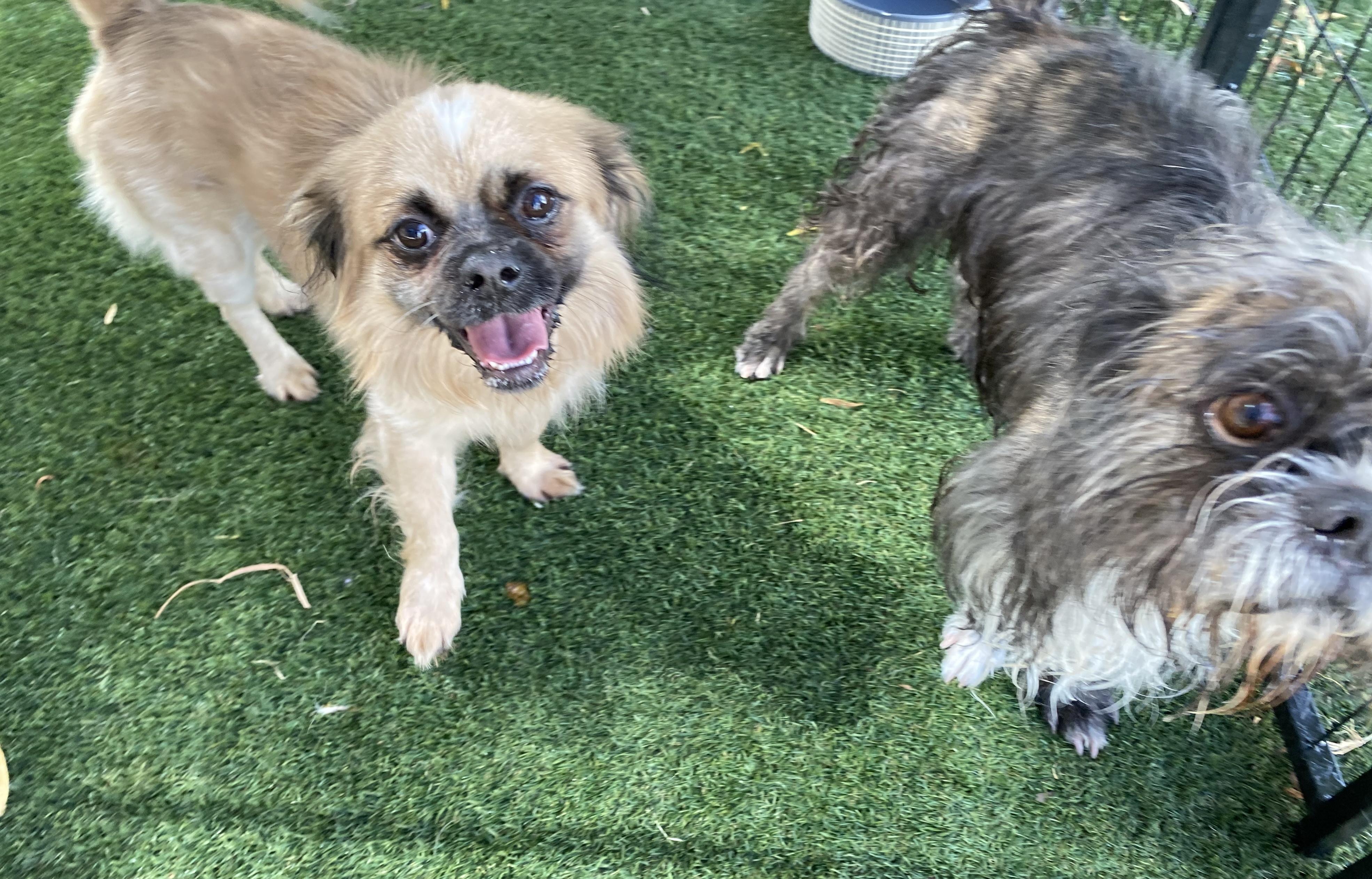 Remi, an adoptable Pekingese in El Paso, TX, 79821 | Photo Image 6