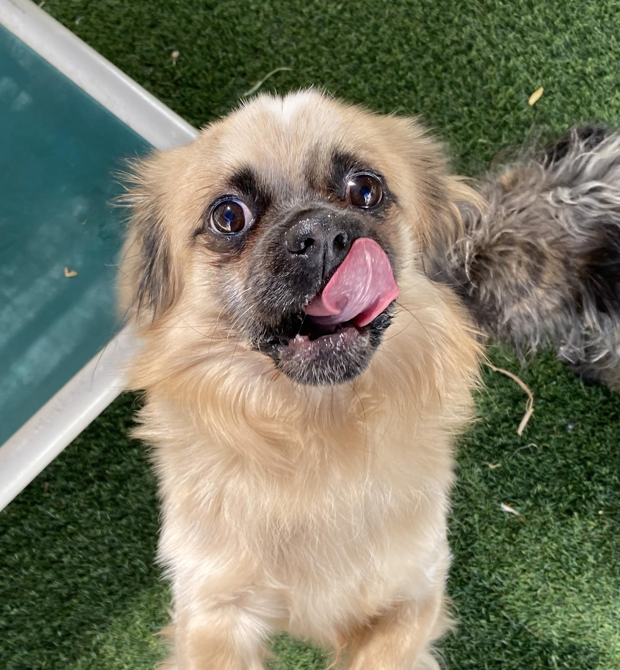 Remi, an adoptable Pekingese in El Paso, TX, 79821 | Photo Image 2