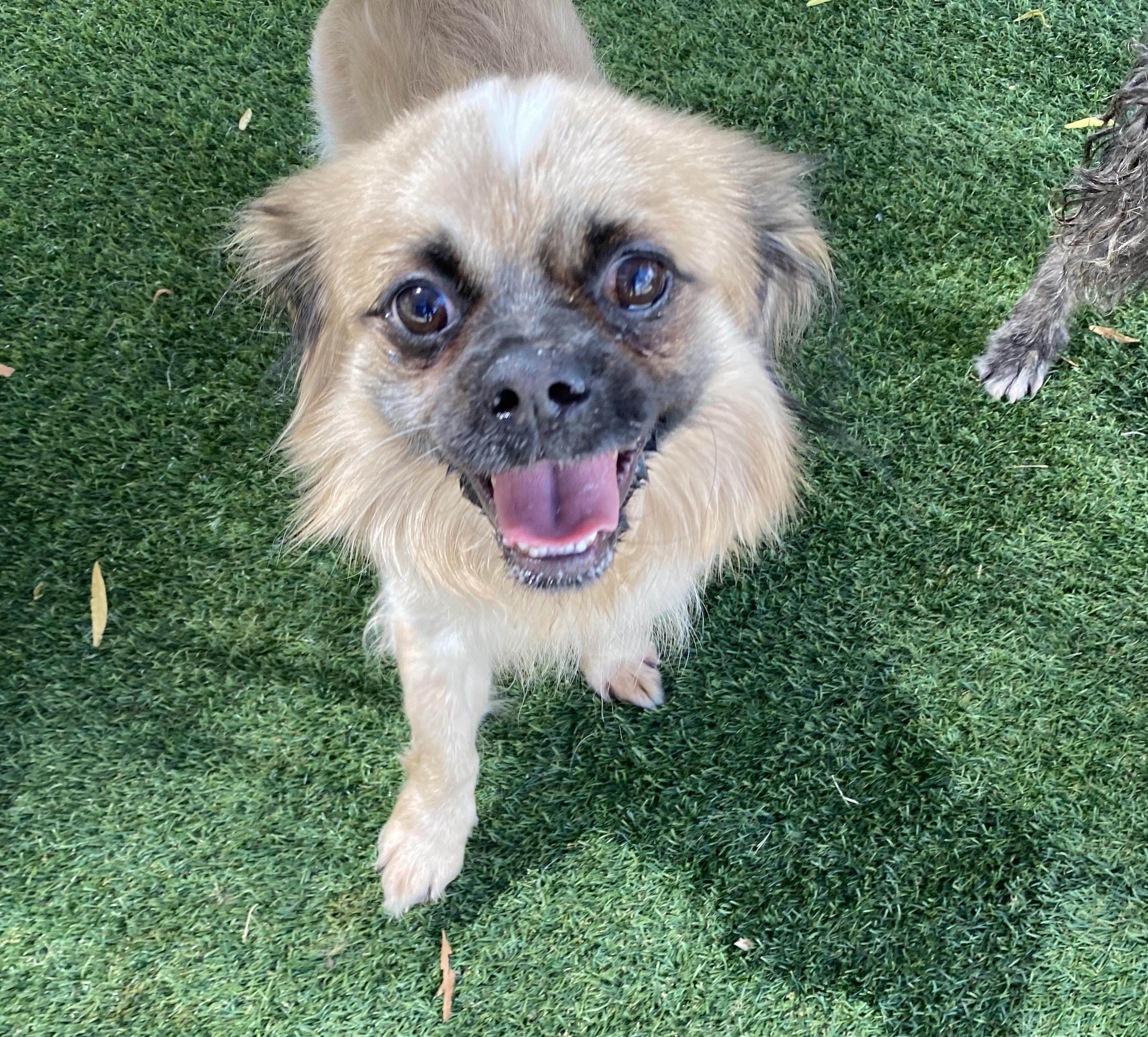 Remi, an adoptable Pekingese in El Paso, TX, 79821 | Photo Image 1