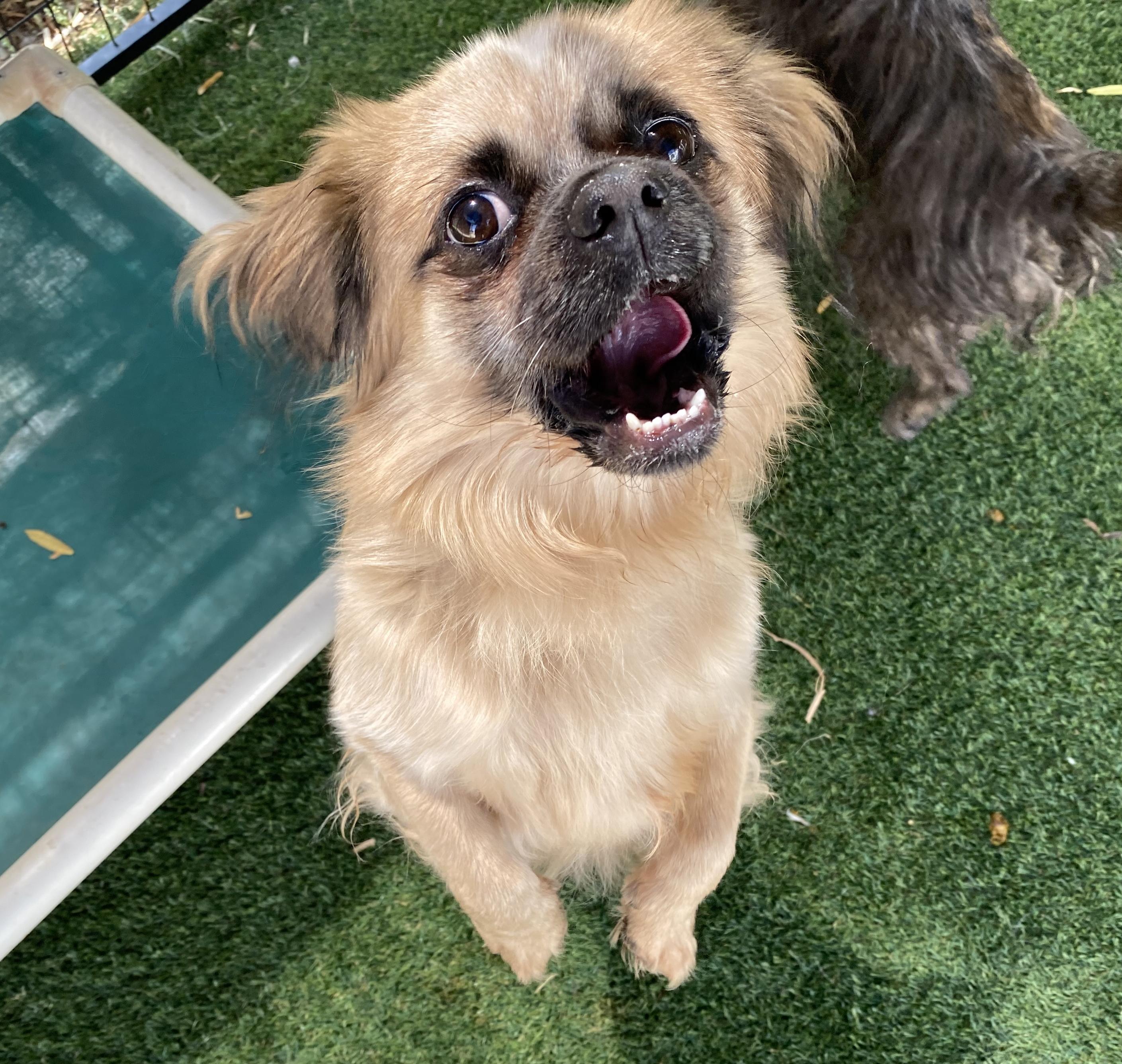 Remi, an adoptable Pekingese in El Paso, TX, 79821 | Photo Image 5