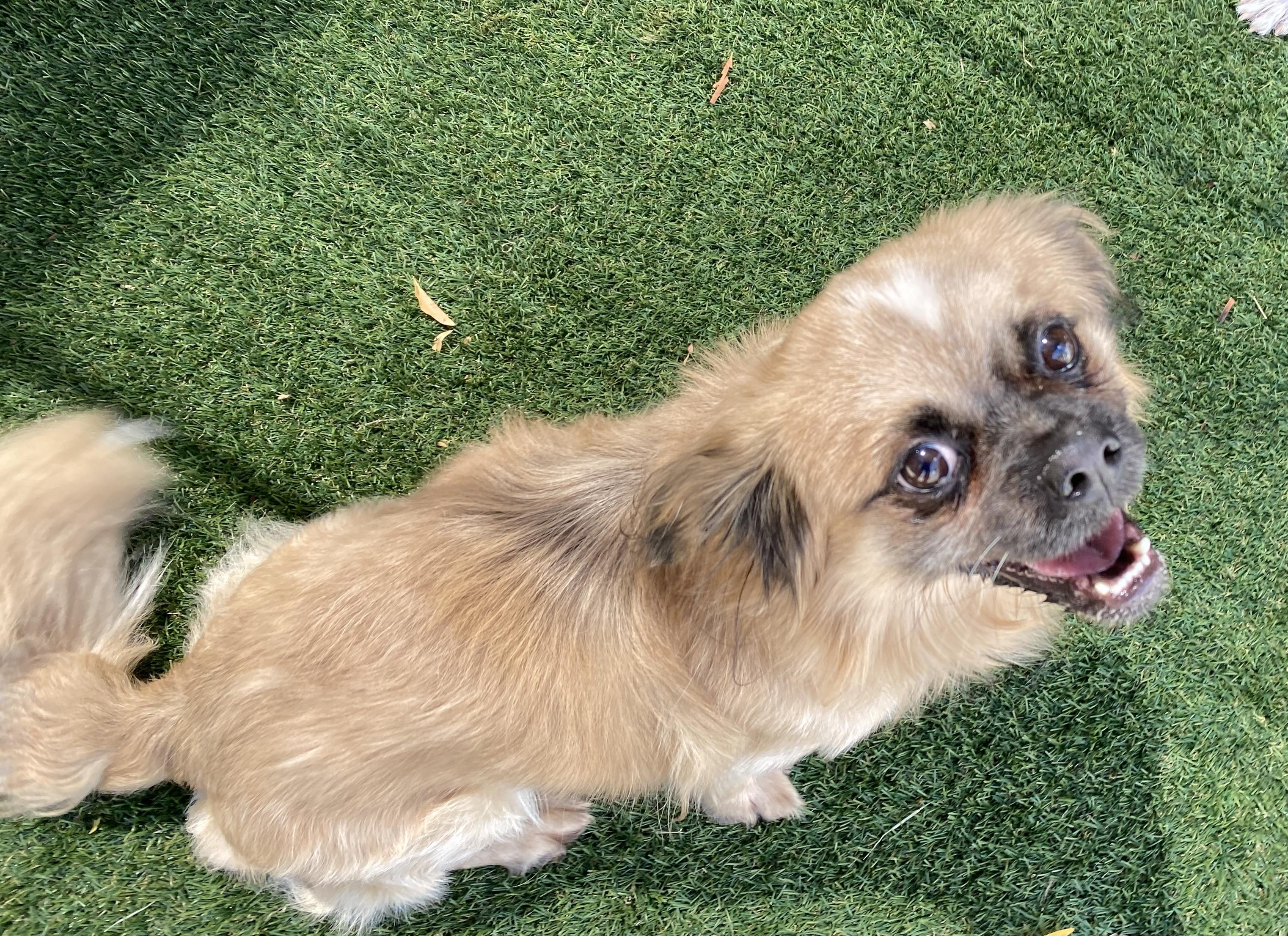Remi, an adoptable Pekingese in El Paso, TX, 79821 | Photo Image 4