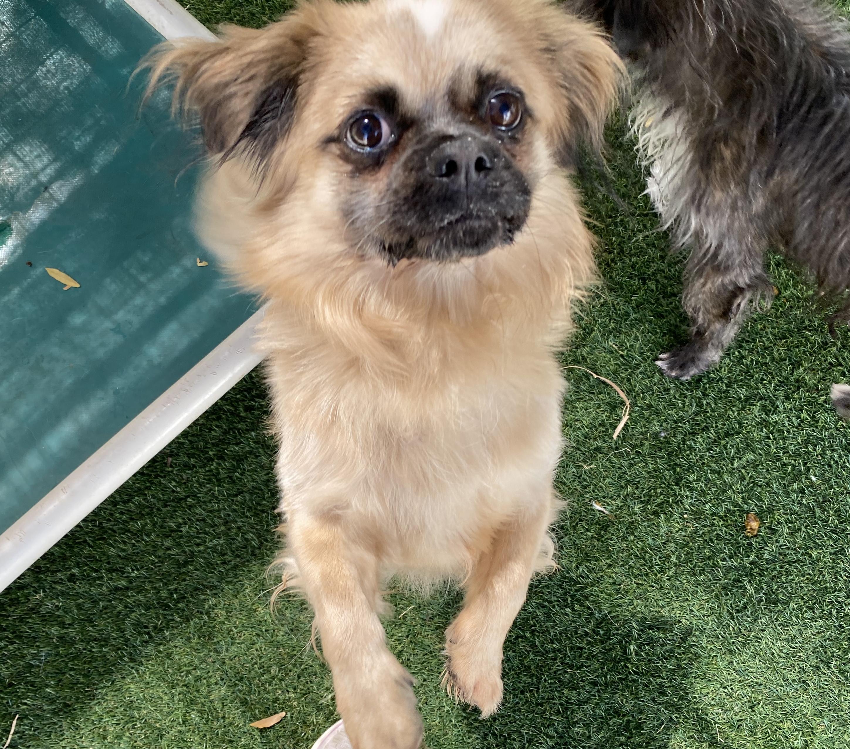Remi, an adoptable Pekingese in El Paso, TX, 79821 | Photo Image 3
