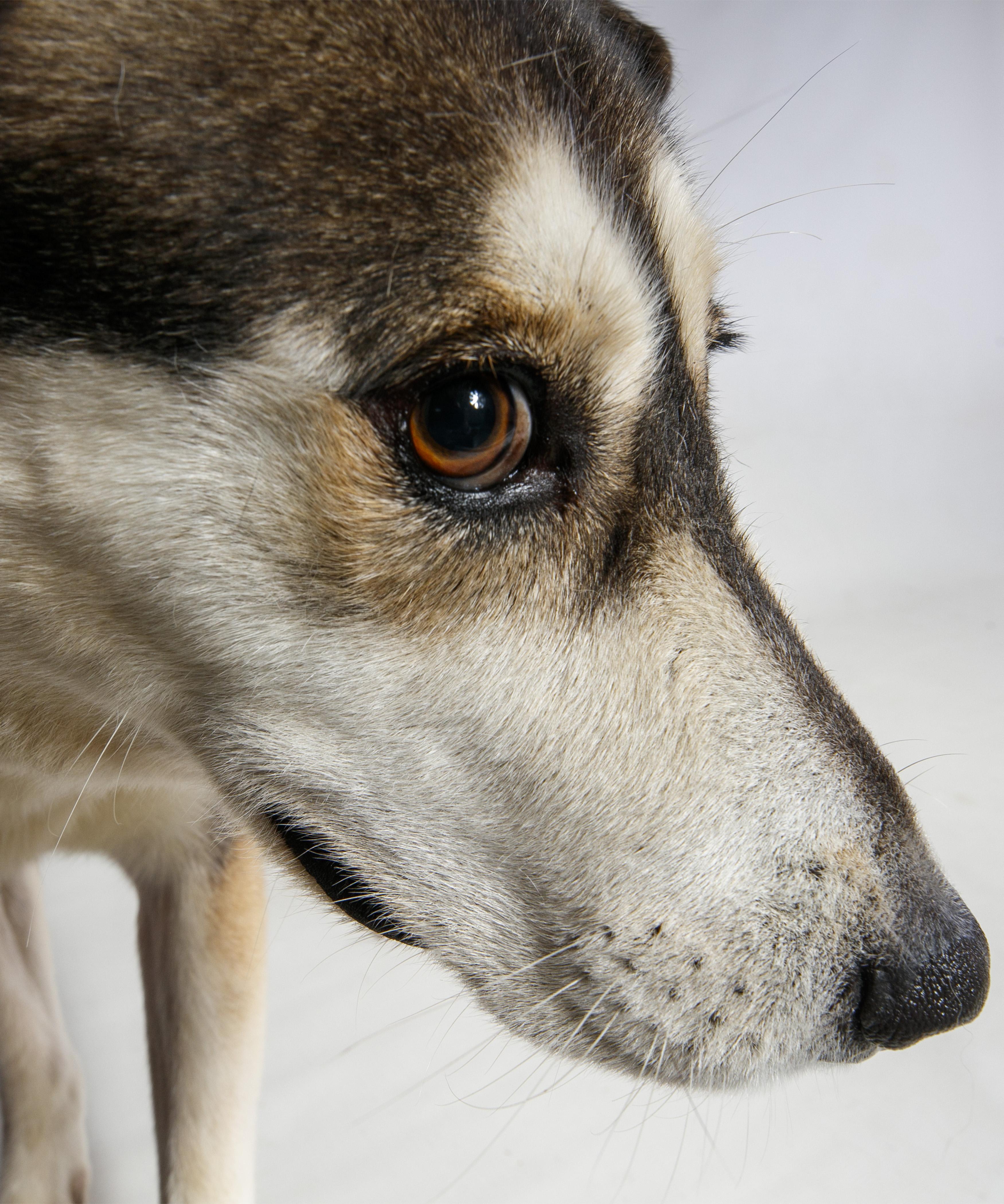 Enlarge Emmie, a ADOPTABLE Mixed Breed in Harvey , LA image 2/3