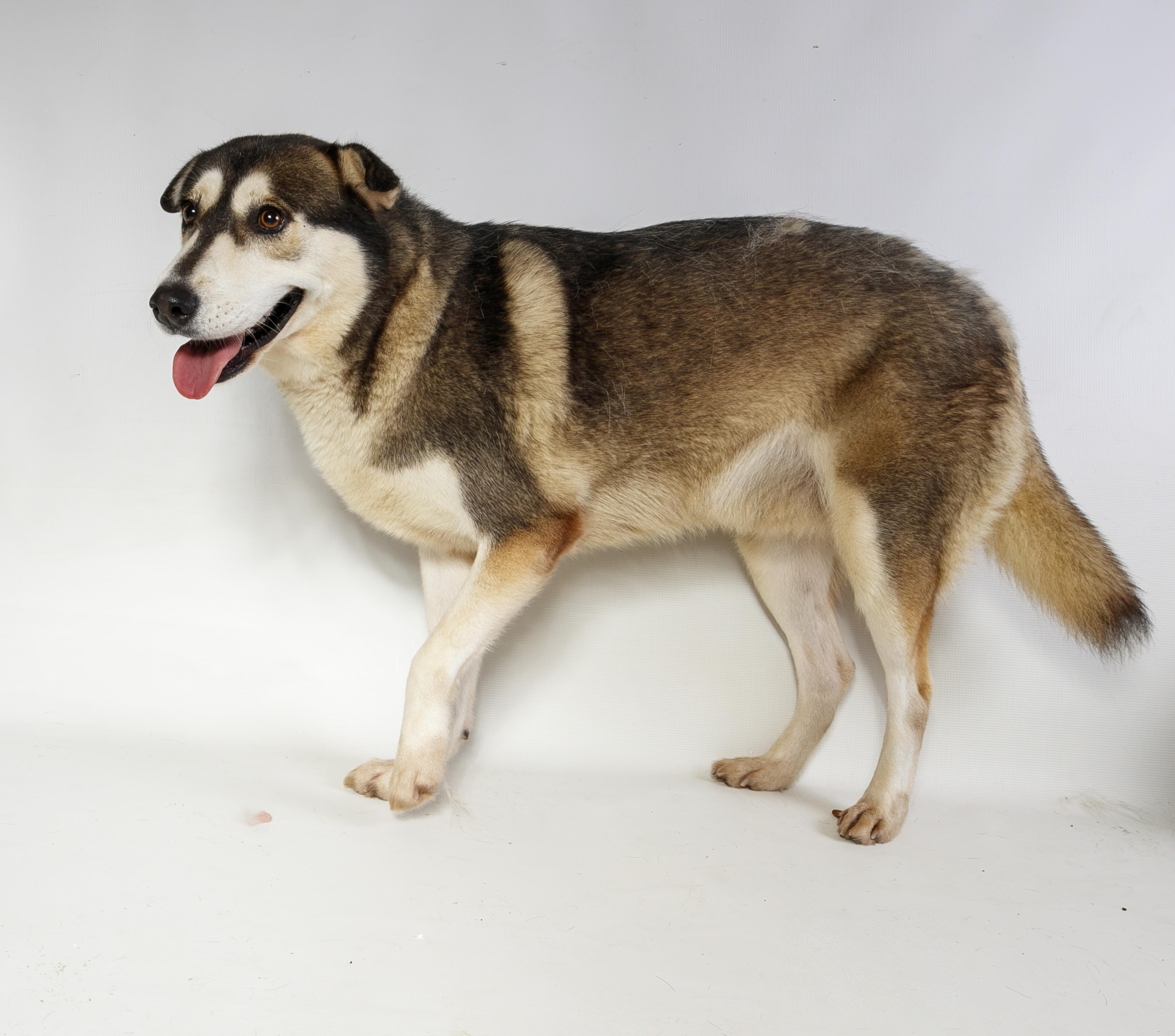 Enlarge Emmie, a ADOPTABLE Mixed Breed in Harvey , LA image 1/3