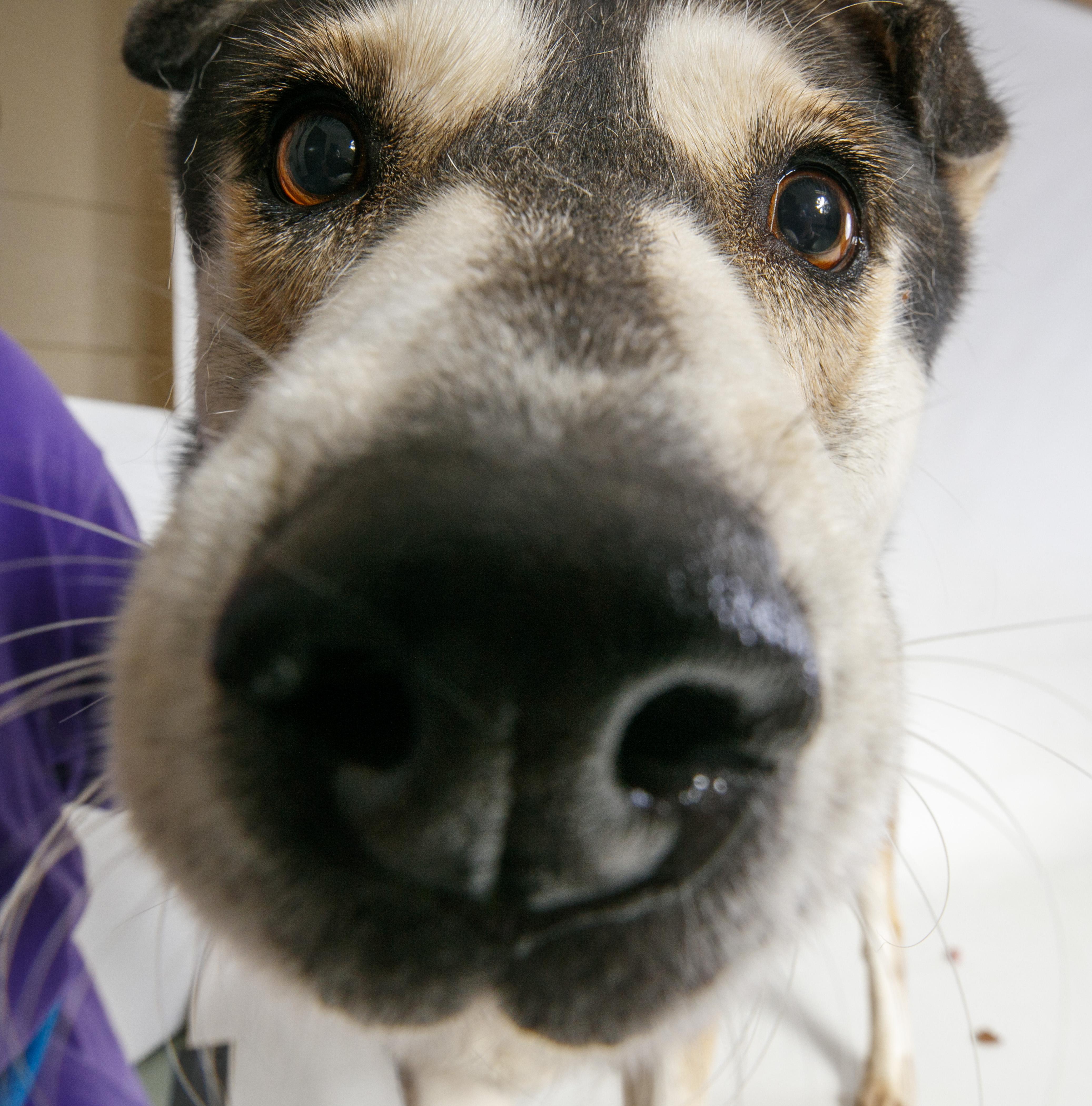 Enlarge Emmie, a ADOPTABLE Mixed Breed in Harvey , LA image 3/3